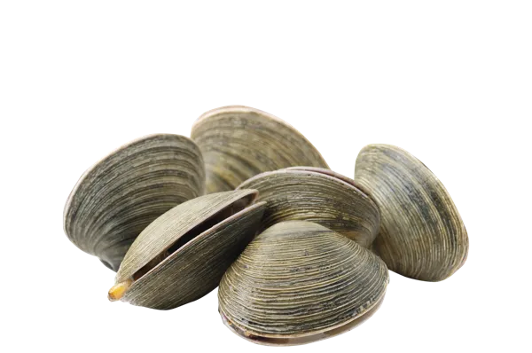 Изображение Морепродукты живые мактра вонголе Фетисов А.А. вес 