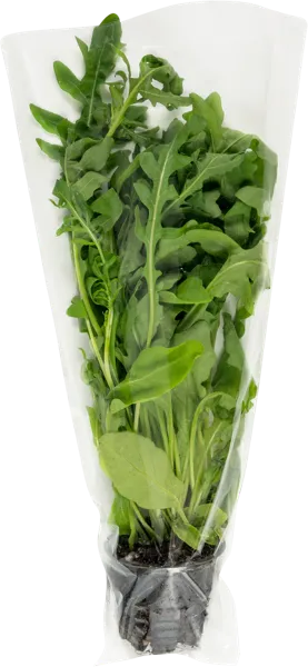 Изображение Салат в горшочке руккола , 1 шт