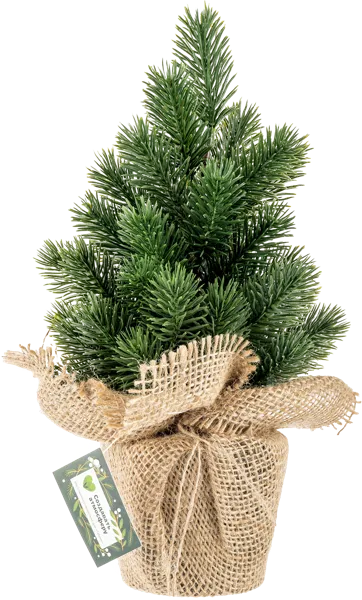 Изображение Елочка 31см настольная Табрис создавай атмосферу пушистая в горшке Кристмас Квин , 1 шт