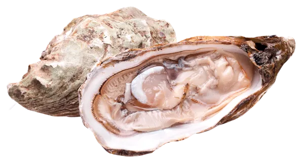 Изображение Морепродукты живые 200-250г устрицы хасанские Фетисов А.А. шт, 1 шт