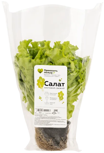 Изображение Салат свежий Табрис листовой местный Гринхаус-Про горшочек, 1 шт