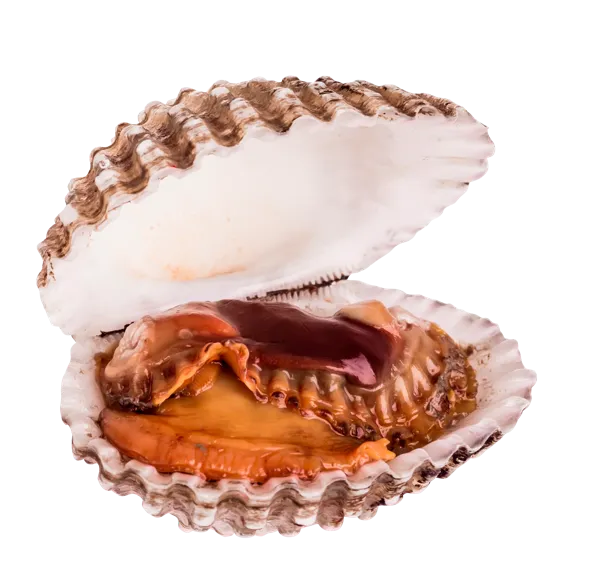 Изображение Морепродукты живые 100-200г анадара Фетисов А.А. шт, 1 шт