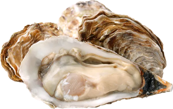 Изображение Морепродукты живые 200-250г устрицы императорские Фетисов А.А. шт, 1 шт