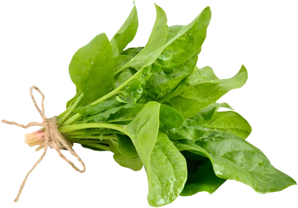 Изображение Зелень свежая шпинат Вита пучок, 1 шт