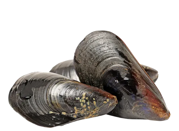 Изображение Морепродукты живые 130-200г мидия грея Фетисов А.А. шт, 1 шт