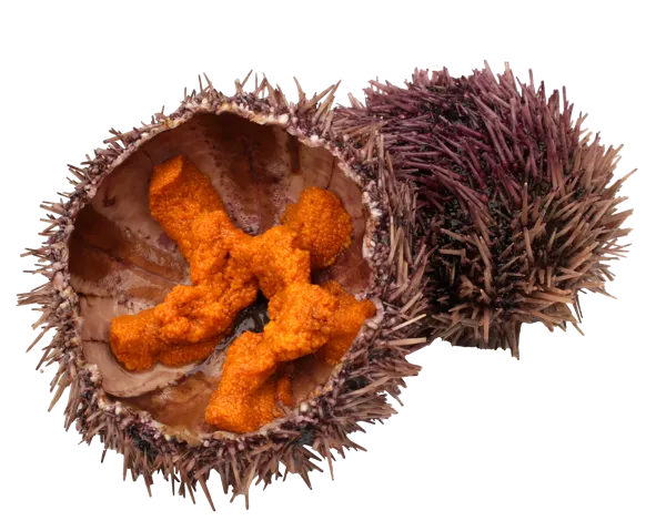 Изображение Морепродукты живые морской ёж Фетисов А.А. шт, 1 шт