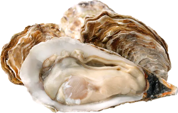 Изображение Морепродукты живые 60-100г устрицы императорские Фетисов А.А. шт, 1 шт